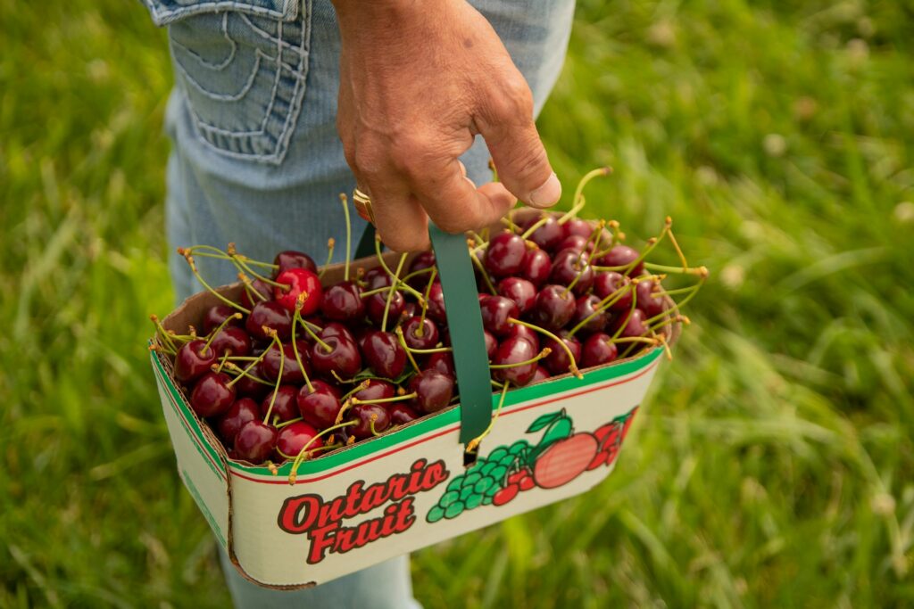 Go Berry-or-Fruit-Picking-Adventures Go Berry or Fruit Picking Adventures